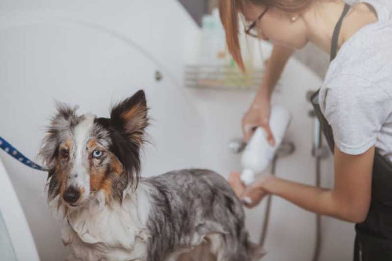 Pacote Mensal de Banho para Cachorro Eldorado Sapopema - Pacote Mensal Banho com Tosa Higiênica