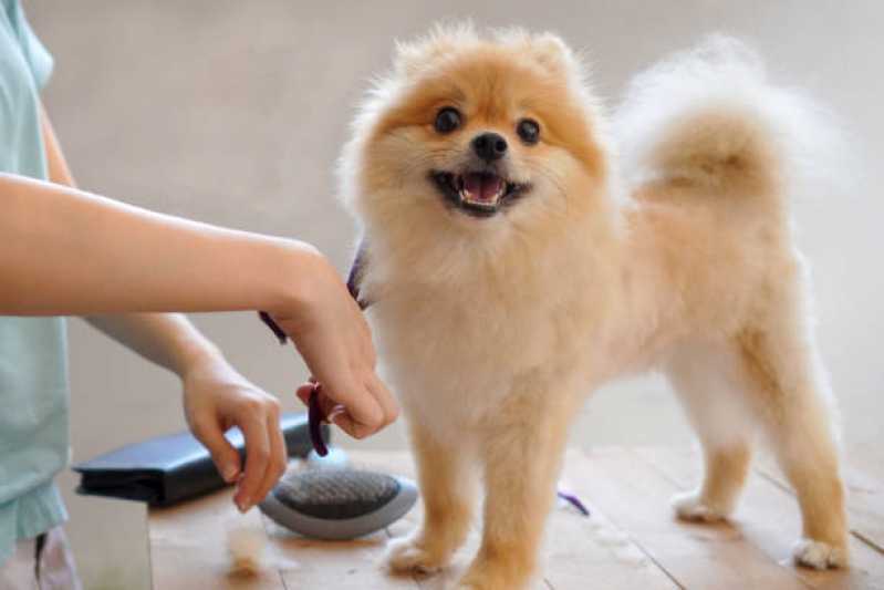 Pacote Mensal para Banho em Cachorro Valores Vila 0dete - Pacote Mensal de Banho para Cachorro de Pequeno Porte