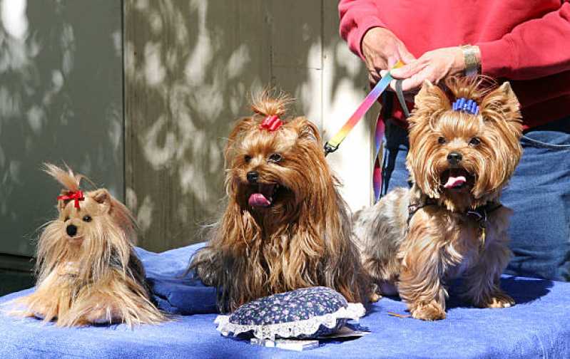 Penteado Cachorros e Gatos Preço Jardim Iran - Penteado para Cachorro Diadema