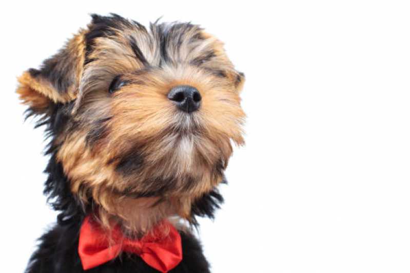 Penteado Pet Shop Preço Vila Nogueira - Penteado para Cachorros Pequenos