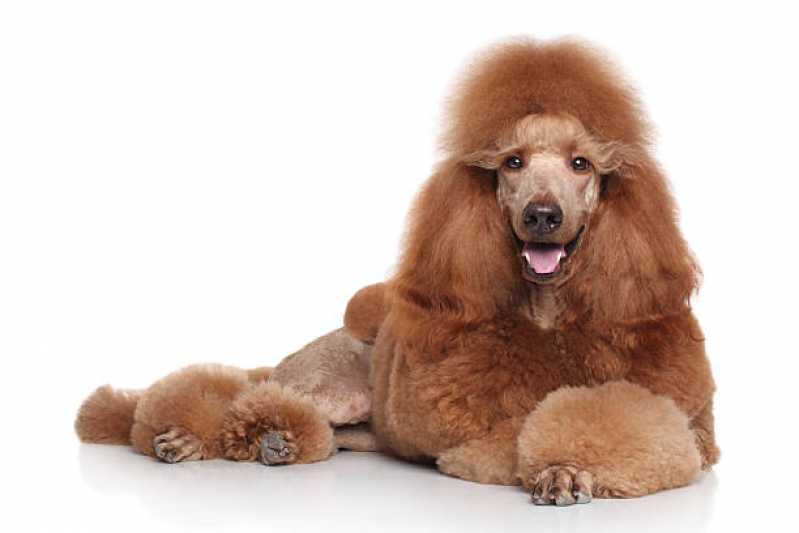 Penteado Pet Shop Diadema - Penteado para Cães