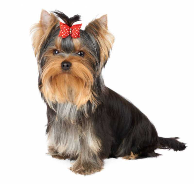 Penteados para Cães Preço Jardim Tiradentes - Penteado Pet Shop