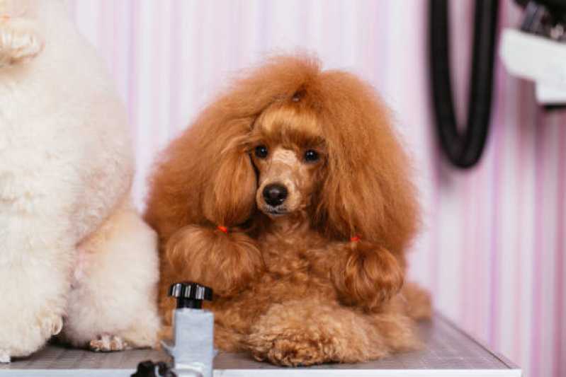 Penteados para Cães Vila Nova Santa Luzia - Penteado Pet Shop