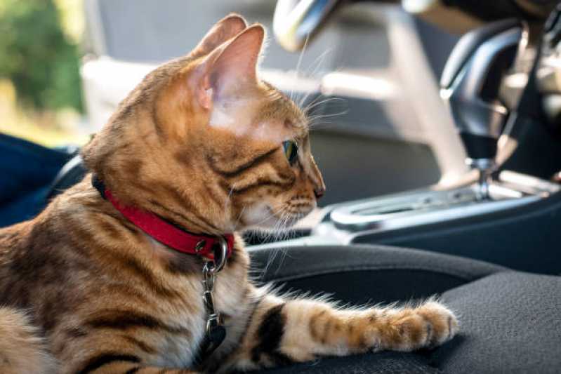 Pet Shop com Hidratação Telefone Jardim dos Campeões - Pet Shop para Gatos