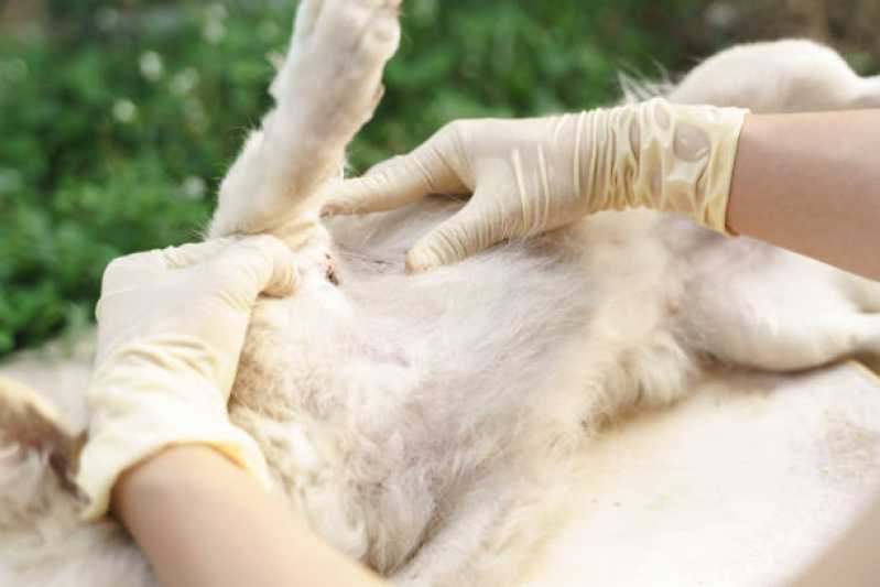 Prevenção de Anti Pulgas e Carrapato Valor Parque Sete de Setembro - Tratamento de Anti Pulgas em Animais