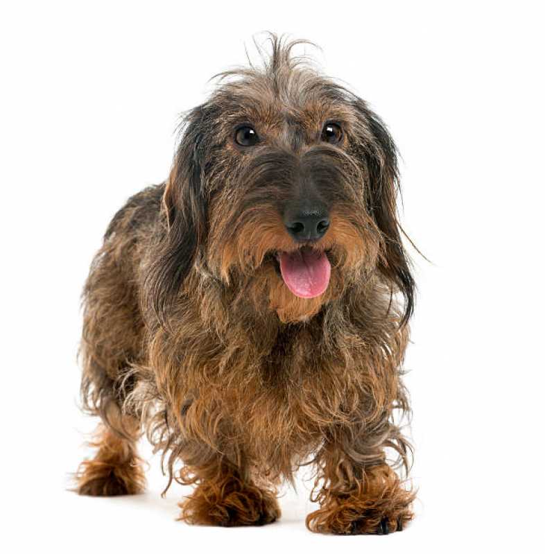 Quanto Custa Desembolo de pelos de Cachorros de Pequeno Porte Jardim Marilene - Desembolo de pelos