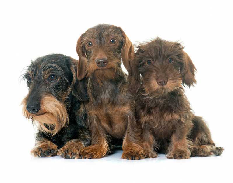 Quanto Custa Desembolo de pelos de Cães Jardim Rosinha - Desembolo de pelo de Cachorro