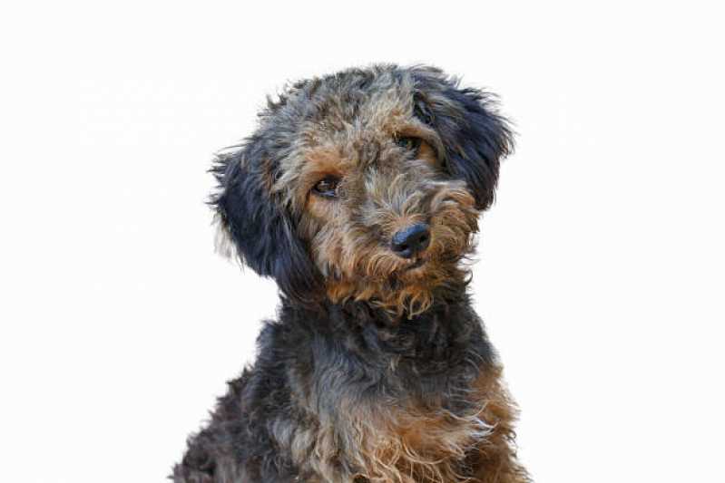 Quanto Custa Desembolo de pelos em Cães Vila Nova Conquista - Desembolo de pelo de Cachorro