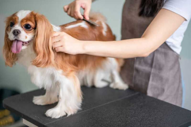 Quanto Custa Pacote Mensal Banho com Tosa Higiênica Taboão - Pacote Mensal de Banho para Cachorro de Pequeno Porte