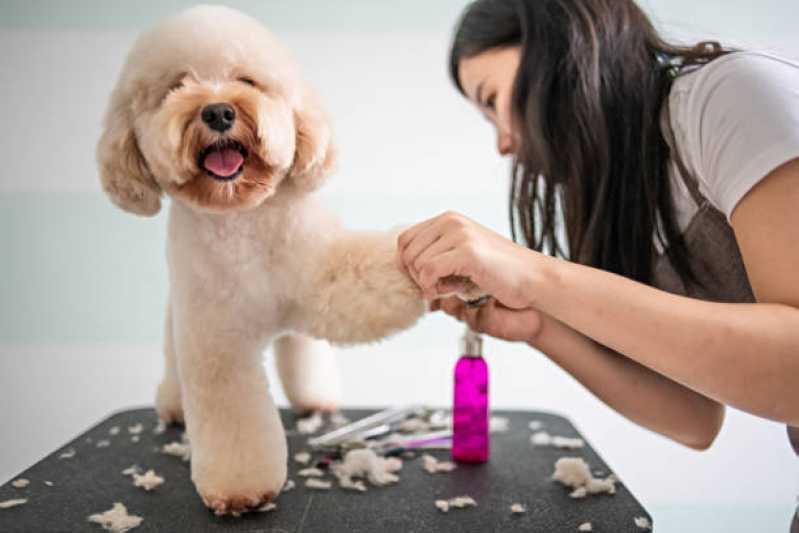 Quanto Custa Pacote Mensal Cachorro Vila Santa Terezinha - Pacote Mensal de Banho para Cachorro de Pequeno Porte