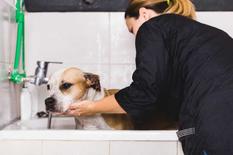 Quanto Custa Pacote Mensal de Banho e Tosa Higiênica em Cachorro Vila Ida - Pacote Mensal de Banho e Tosa Higiênica