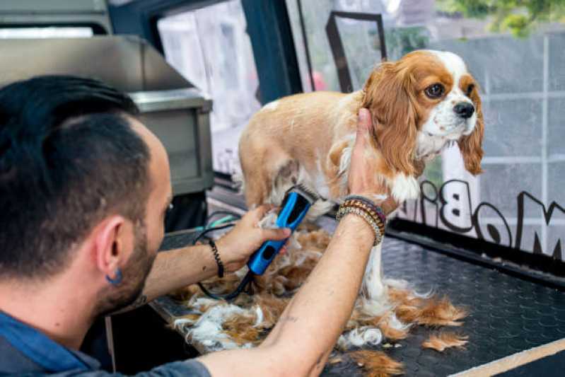 Quanto Custa Pacote Mensal de Banho e Tosa Parque Jabuticabeiras - Pacote Mensal para Cachorro