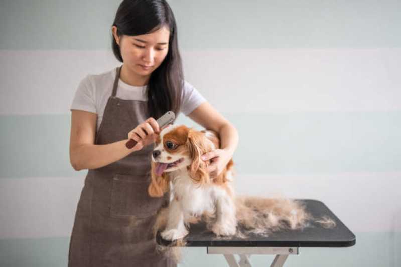 Quanto Custa Pacote Mensal de Banho para Cachorro de Pequeno Porte Eldorado - Pacote Mensal de Banho para Cachorro de Pequeno Porte