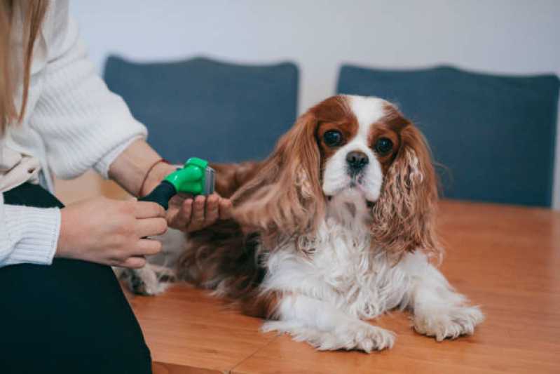 Quanto Custa Pacote Mensal para Banho em Cachorro Vila Rosa - Pacote Mensal de Banho para Cachorro de Pequeno Porte
