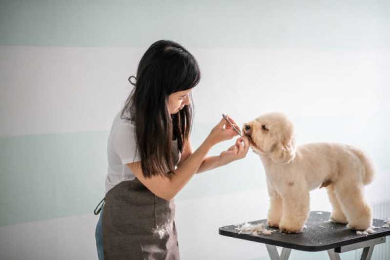 Remoção de Subpelos de Animais Vila Ida - Remoção de Subpelos em Cachorros