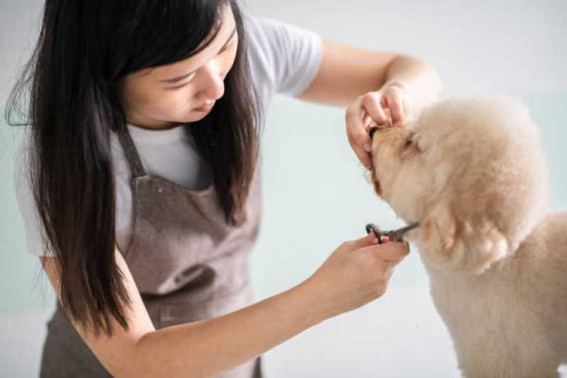 Remoção de Subpelos em Cachorros Preço Eldorado Sapopema - Remoção de Subpelos em Animais