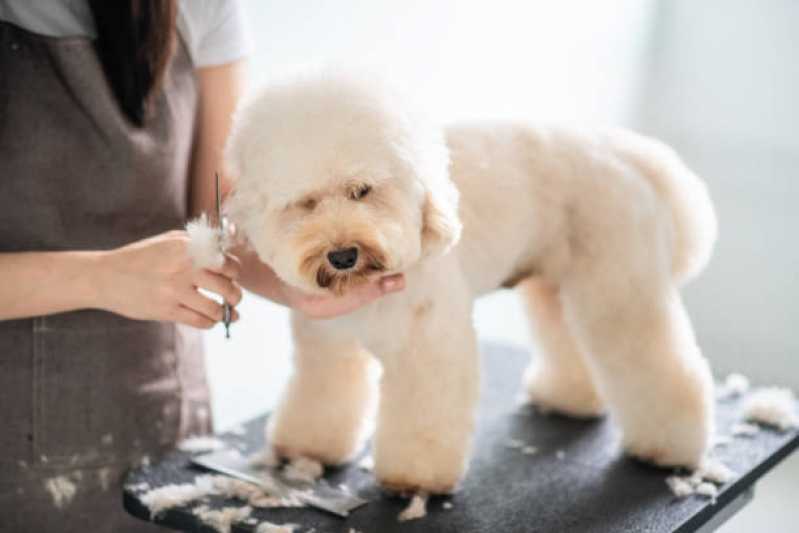 Remoção Subpelos de Cachorros Preço Jardim Promissao - Remoção de Subpelos em Animais