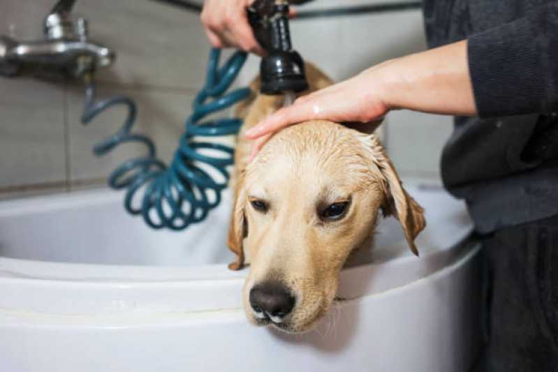 Serviço de Banho com Tosa Higiênica Jardim Conceição - Banho e Tosa para Cachorro