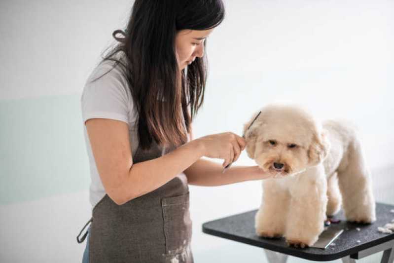 Serviço de Banho e Tosa Higiênica em Cachorros Jardim ABC - Banho e Tosa para Animais