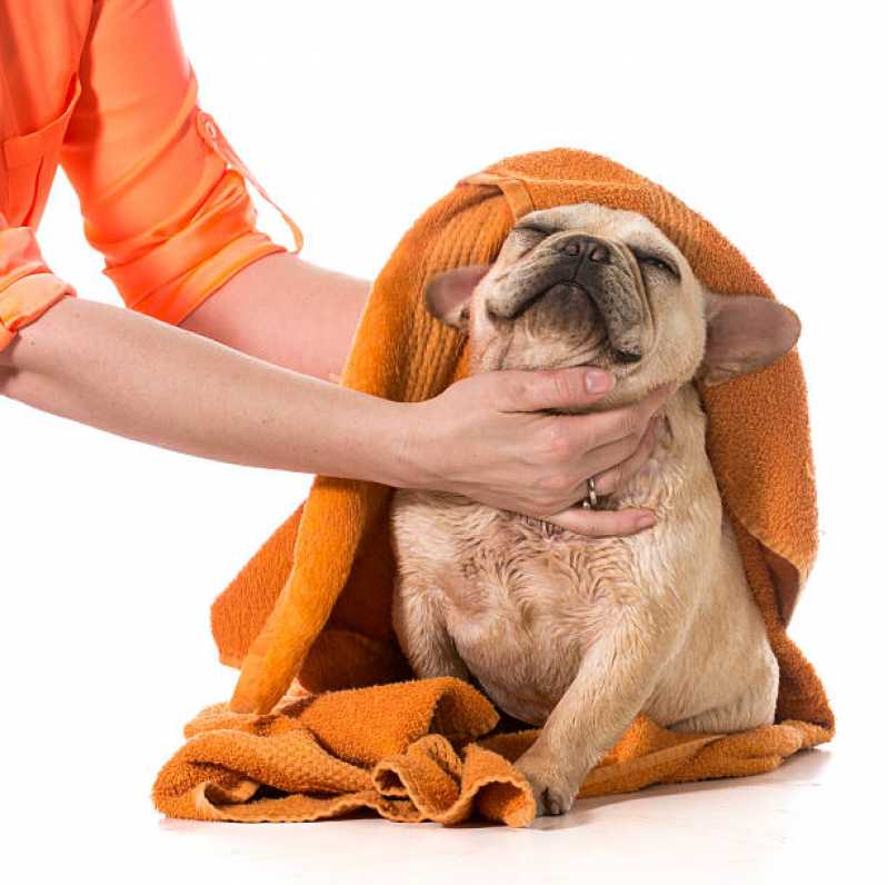 Serviço de Banho e Tosa para Animais Vila Lidia - Banho e Tosa Higiênica em Cachorros