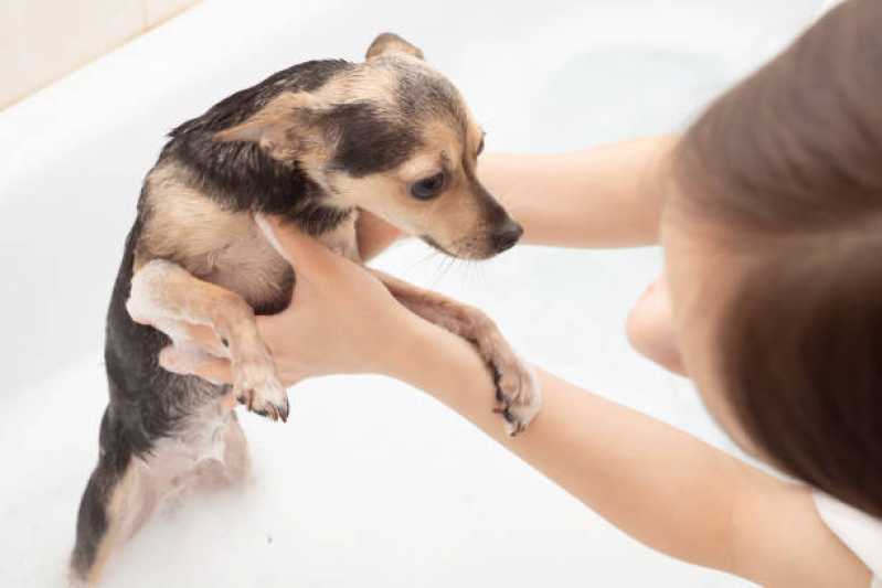 Serviço de Banho e Tosa para Cachorros Parque das Jaboticabeiras - Banho e Tosa Higiênica