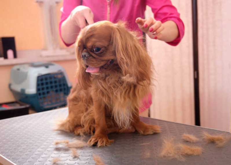 Serviço de Banho e Tosa Pet Jardim Casa Grande - Banho e Tosa Higiênica em Cachorros