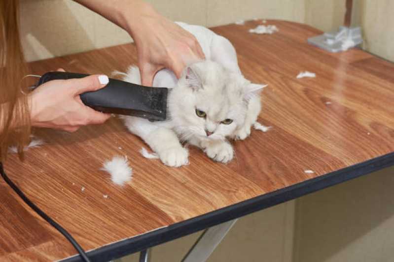 Serviço de Remoção de Subpelo em Gatos Sitio Mato Dentro - Remoção de Subpelos de Animais