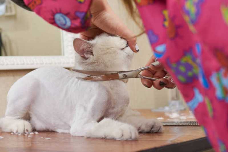 Serviço de Remoção Subpelos de Gatos Piraporinha - Remoção Subpelos de Gatos