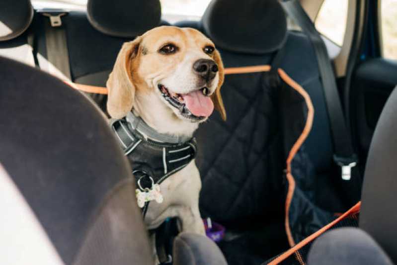 Táxi Cachorro Marcar Vila Socialista - Táxi Dog Banho e Tosa