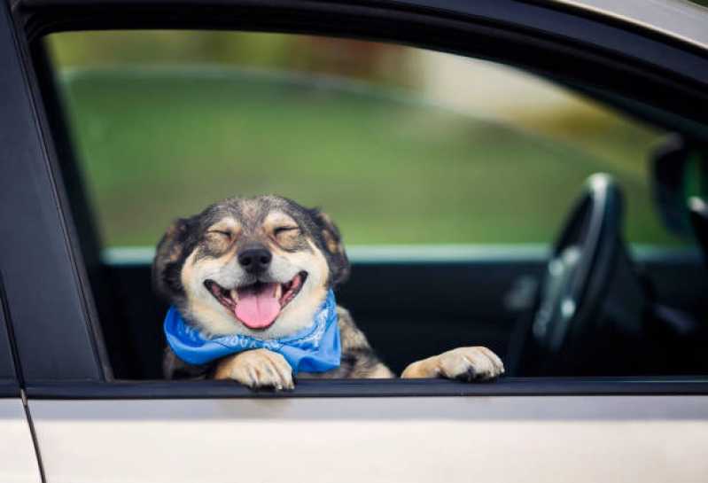 Táxi Cachorro Inamar - Táxi Dog Pet
