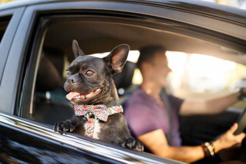Táxi de Cachorro Marcar Jardim Casa Grande - Táxi Dog Pet