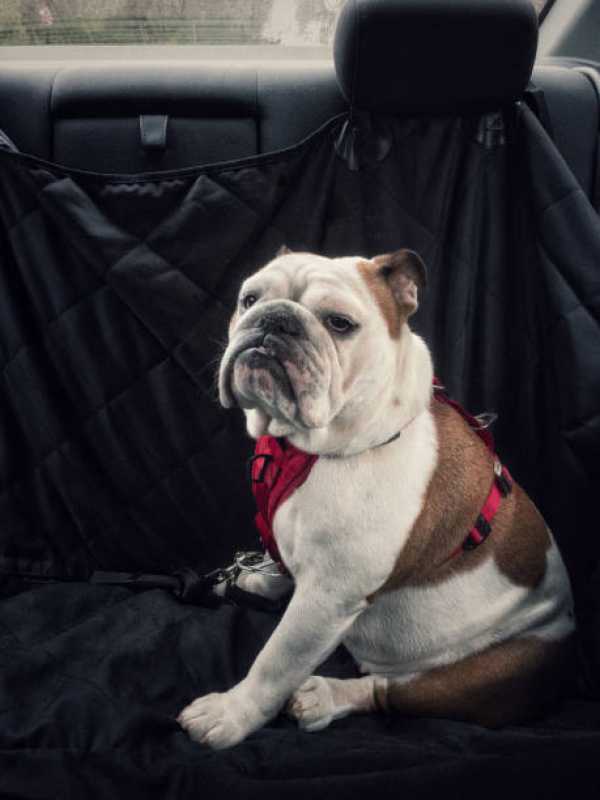 Táxi Dog Pet Shop Canhema - Táxi para Cães