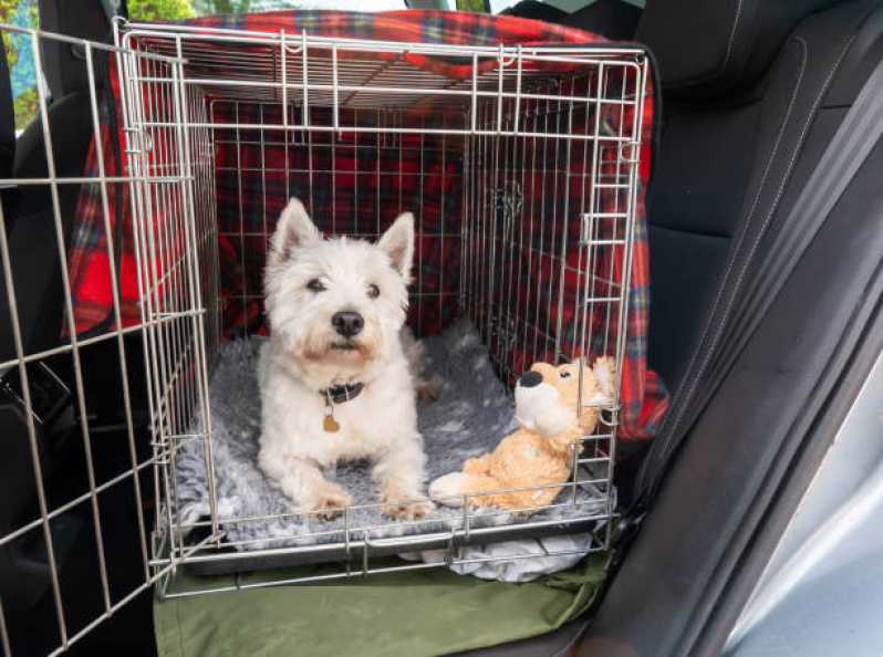 Táxi para Animais Marcar Parque 7 de Setembro - Táxi Dog Pet