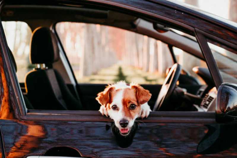 Táxi para Animais Jardim Gazuza - Táxi para Cães