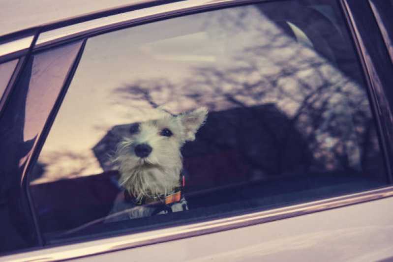 Táxi para Cachorro Marcar Jardim Nações - Taxi Dog Leva e Traz