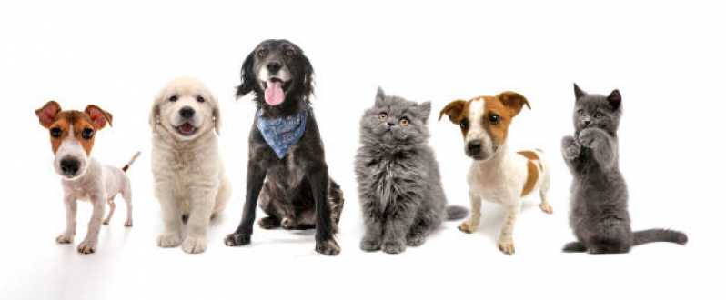 Telefone de Pet Shop Próximo a Mim Jardim Tiradentes - Pet Shop para Animais