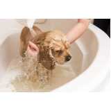 hidratação para cachorro valor Campanário