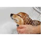 hidratação para cachorro Vila Rosa