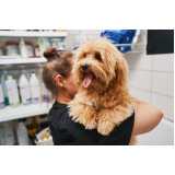 pacote mensal de banho para cachorro de grande porte valores Vila Mulford