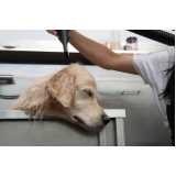 pacote mensal de banho para cachorro de médio porte valores Vila Goyotin