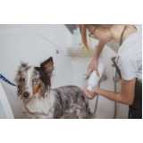 pacote mensal de banho para cachorro Jardim Amalia