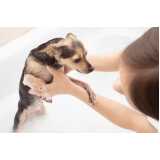 serviço de banho e tosa para cachorros Jardim Ana Sofia