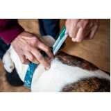 tratamento de anti pulgas em animais valor Vila Goyotin