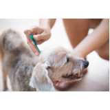 tratamento de anti pulgas em cachorros Jardim Rey