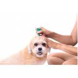 tratamento de anti pulgas em cães valor Jardim Canhema