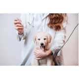 Tratamento de Anti Pulgas em Cães