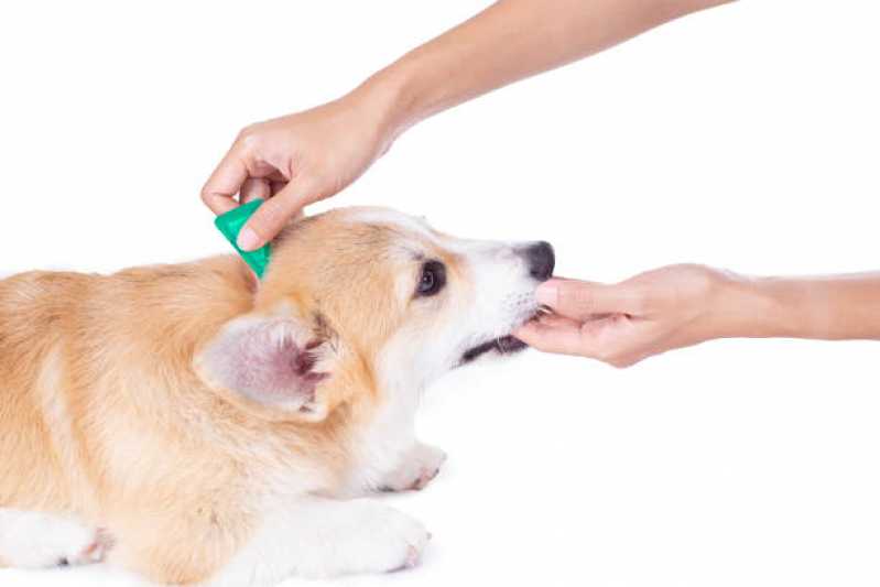 Tratamento Anti Pulgas Jardim Campanario - Tratamento de Anti Pulgas em Animais