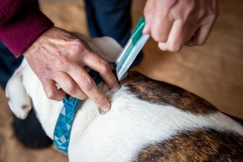 Tratamento de Anti Pulgas em Animais Valor Serraria - Tratamento e Medicamento de Anti Pulgas