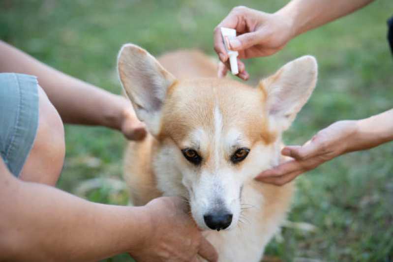 Tratamento de Anti Pulgas em Animais Centro - Tratamento e Prevenção de Carrapato