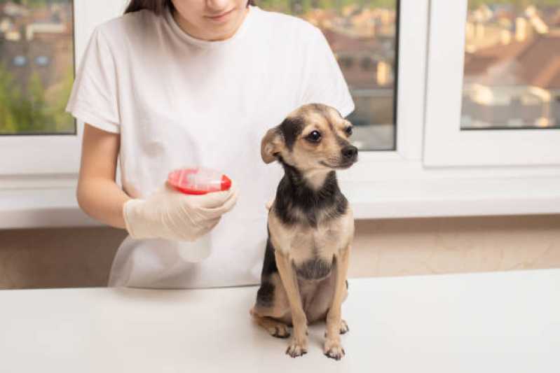 Tratamento de Anti Pulgas em Cachorros Valor Vila Diadema - Tratamento e Medicamento de Anti Pulgas